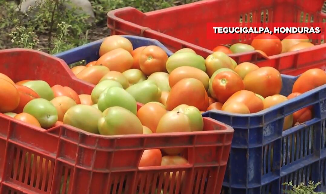 Honduras es el nayor exportador de hortalizas de centroamérica