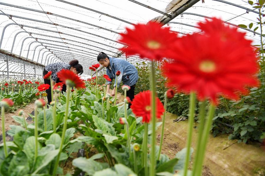 Consumo de flores cortadas de China superará 14.870 millones de dólares en 2020