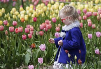 Festival de Tulipanes anual de Abbotsford