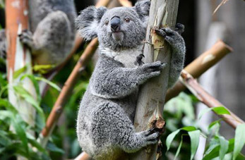 Koalas en Parque de Safari Chimelong en Guangzhou