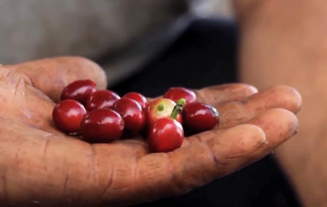 China abre posibilidades de importar café salvadoreño