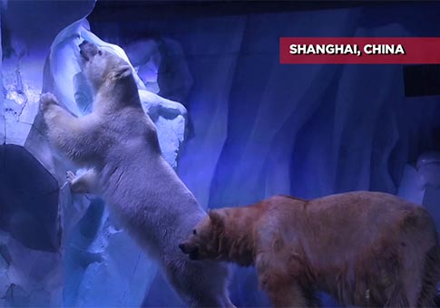 Turistas son invitados a alimentar a osos polares en el parque de Shanghai