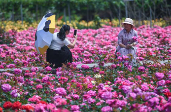 Jardín de rosas en Zhejiang