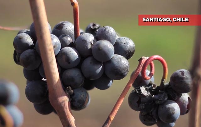 Asociación de vinos de Chile califica de vital importancia el mercado chino