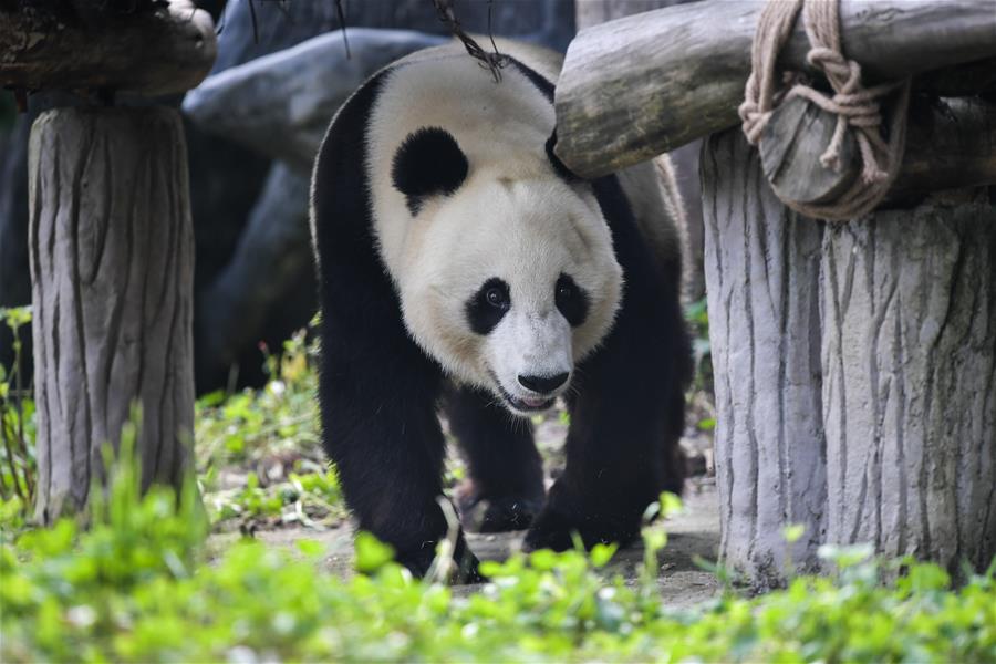 Pandas gigantes regresan a China tras permanecer años en EEUU