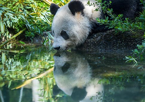 Vida feliz de panda gigante Yang Yang en Zoológico de Schonbrunn en Viena, Austria
