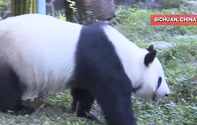 Pandas gigantes Bai Yun y Xiao Liwu regresan a China desde Estados Unidos