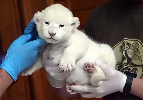 Hungría: Raro león blanco hace su primera aparición pública en Zoológico de Szeged