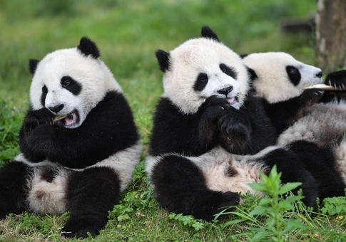 Guardería para Pandas Gigantes en Sichuan