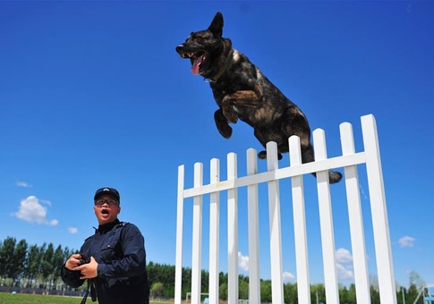 Perro policía durante simulacro