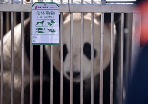 Primeros pandas en instalarse en meseta