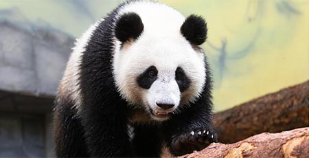 China entrega pandas a Rusia para un proyecto conjunto de investigación