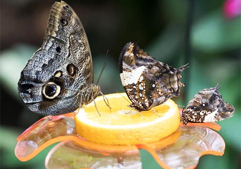 Zoológico de Budapest inauguró su Jardín de Mariposas