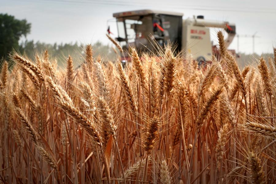 China disfrutará de una excepcional cosecha de cereales este verano