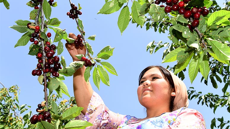Huerto de cerezos de Hisor trae técnicas de cultivo más avanzadas de China