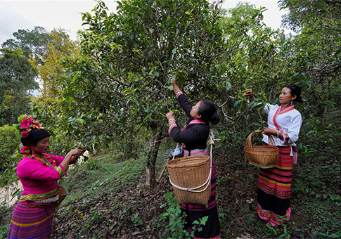 Recolectan hojas de té en Yunnan