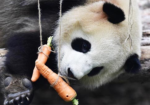Qinghai lanzará actividades educativas sobre pandas gigantes