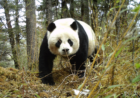 Cámaras infrarrojas capturan imágenes de dos pandas