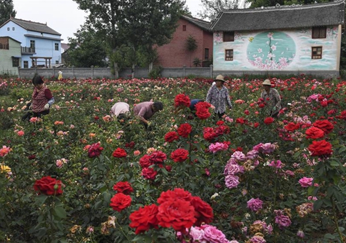 Jardín de rosas en Shaanxi