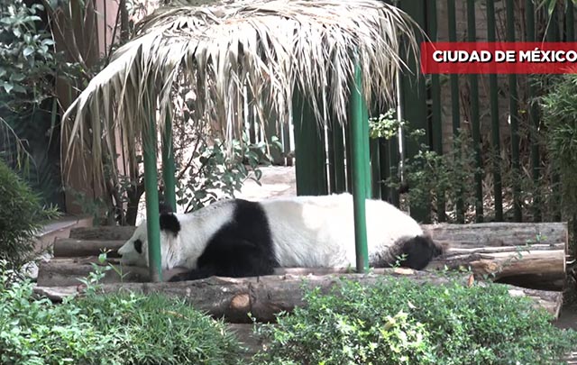 La panda más longeva fuera de China, cumple 32 años