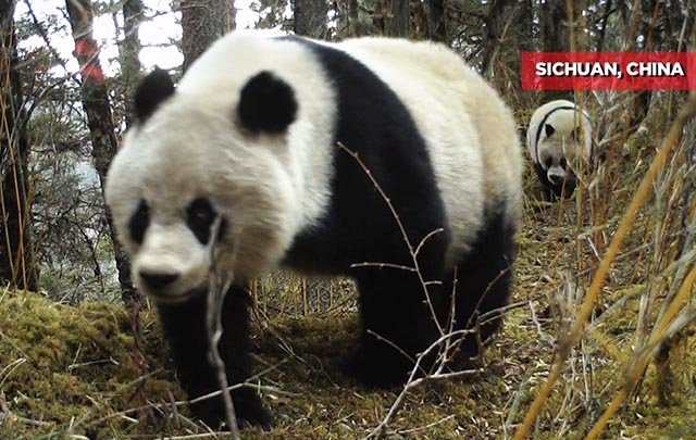 Una hembra gigante panda y su cachorro fueron grabados en el suroeste de China
