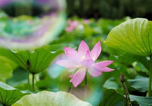 Estanque de flores de loto en el Parque Daguan en Kunming