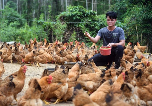 Industria de pollo, medio para sacar de la pobreza en sur de China