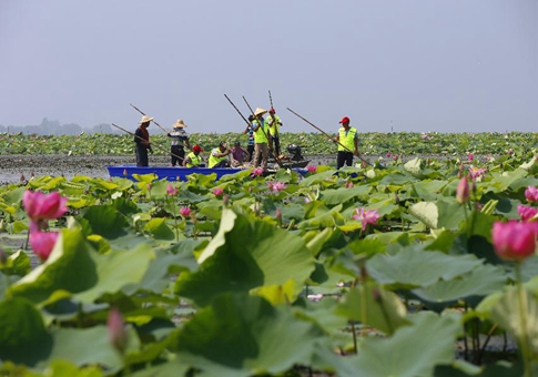 Agricultores cosechan rizomas de loto en Jiangsu