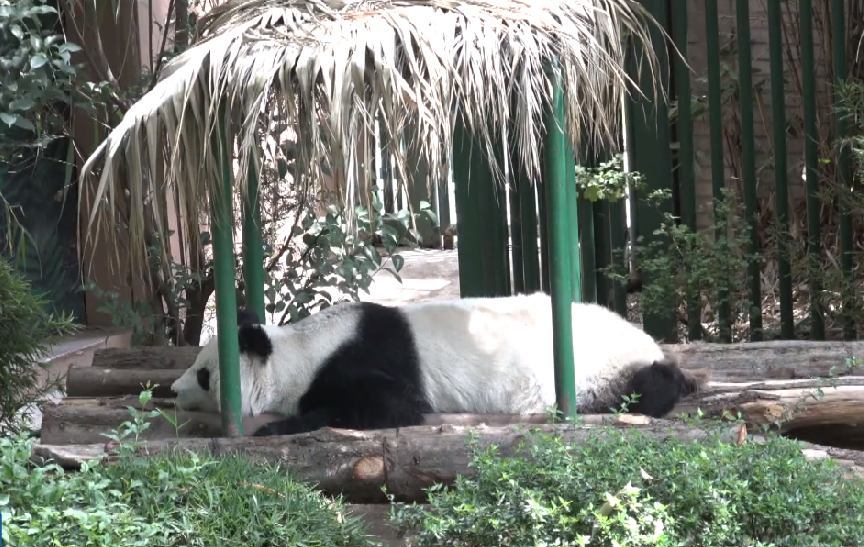 La segunda panda más longeva fuera de China cumple 29 año en Chapultepec