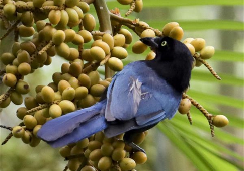 Aves en Honduras pierden su hábitat