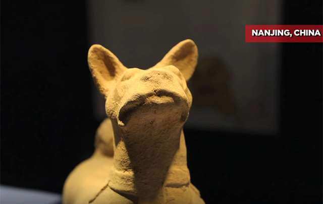 Exposición de reliquias de animales en el Museo de Nanjing