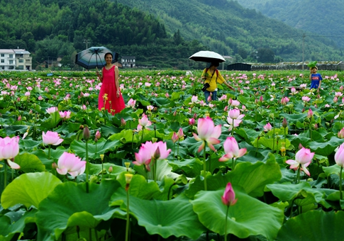 Flores de loto en Fujian