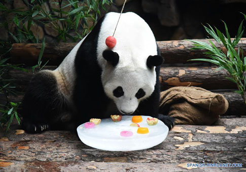Panda gigante "Erxi" en el Mundo de Vida Salvaje de Jinan