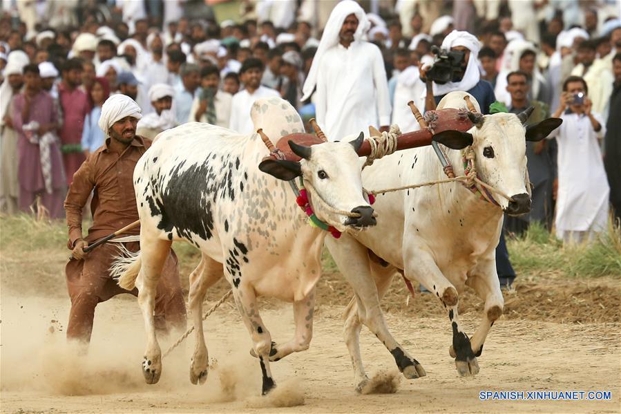 Carrera tradicional de toros en Pakistán