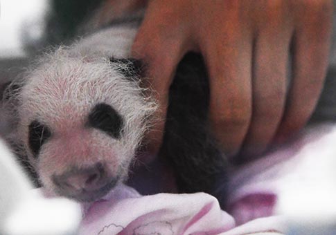 Dos osas panda gigantes dan a luz a sendos pares de gemelos en Chongqing