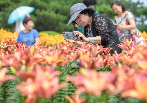 Azucenas del parque Changchun en plena floración