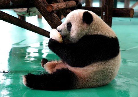 Zoológico de Shanghai ayuda a animales a combatir ola de calor