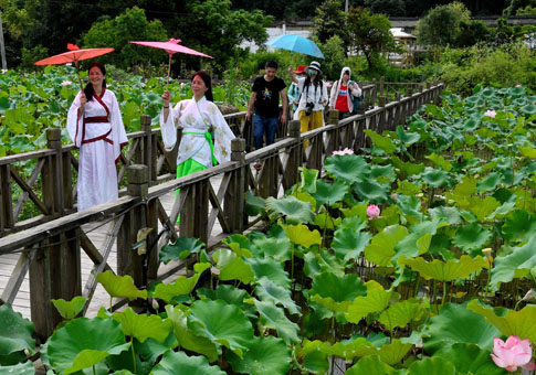 Festival del loto en Wuyishan, Fujian