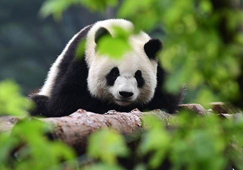 Pandas gigantes del Parque del Tigre Siberiano en Changchun