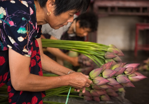 Industria del loto incrementa ingresos de residentes de Shuangquan