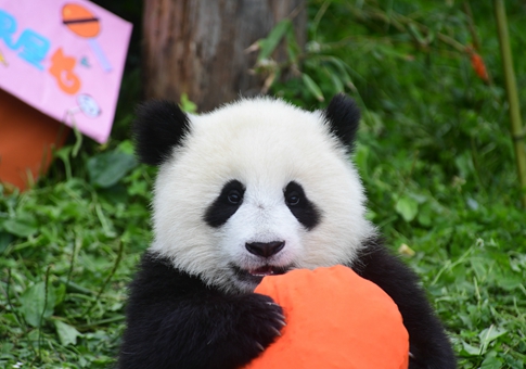 Dieciocho cachorros de panda gigante tienen fiesta de cumpleaños