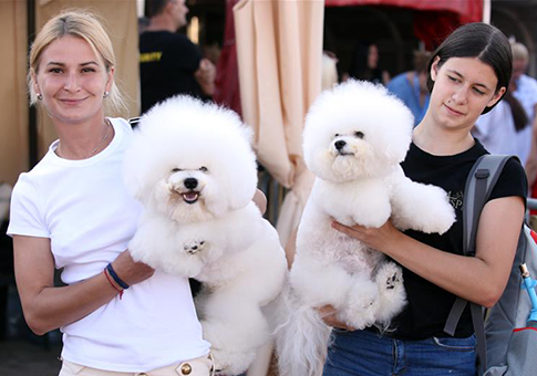Las Cuatro Exposiciones Caninas de Noche de Verano en Split, Croacia