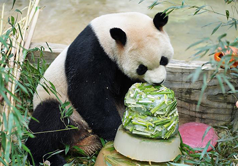 Panda gigante Mao Zhu celebra cumpleaños en Parque de Animales Salvajes de Yunnan