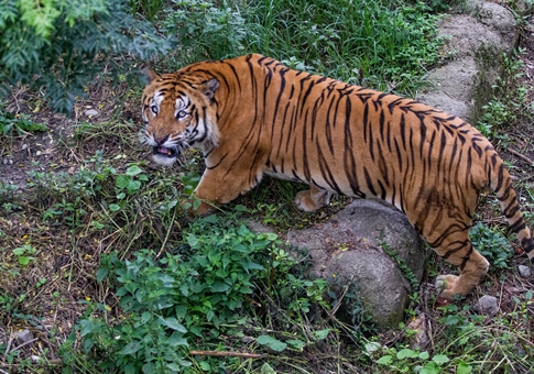 Se celebra Día Internacional del Tigre en Nepal