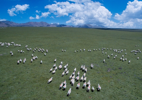 Paisaje del rancho Qilian en Qinghai