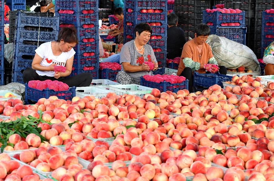 China establece más de 50.000 cooperativas agrícolas en primera mitad de 2019 para reducir pobreza