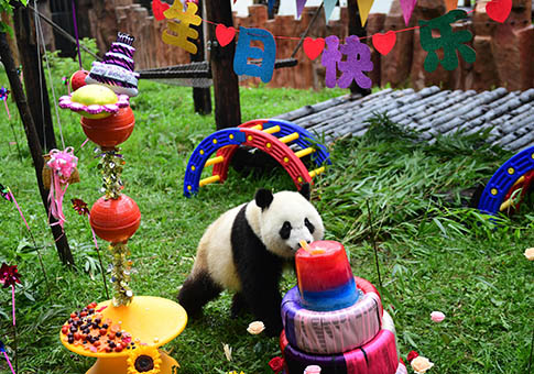Fiesta de cumpleaños para panda gigante "Chu Xin" en Jilin