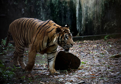 Tigres en Jardines Zoológicos de Yangón, Myanmar