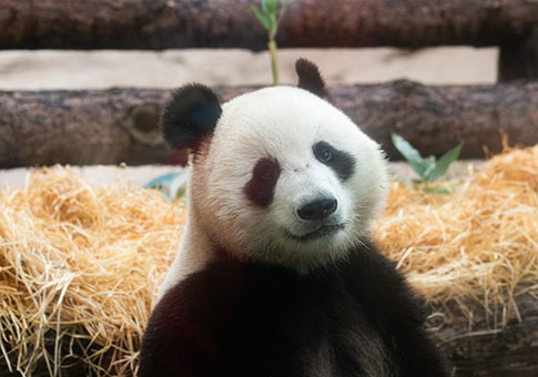 Zoológico de Moscú celebra cumpleaños de dos pandas gigantes