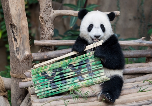Segundo panda gigante nacido en Malasia nombrado Yi Yi